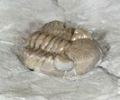 Long, Folded Eldredgeops Trilobite - Ohio #50899-2